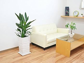 Amazon｜観葉植物 ストレリチア・レギネ バードオブパラダイス